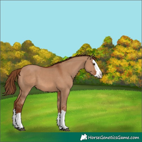 Horse Color:Red Dun Splash 