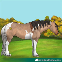 Horse Color:Bay Dun Tobiano 