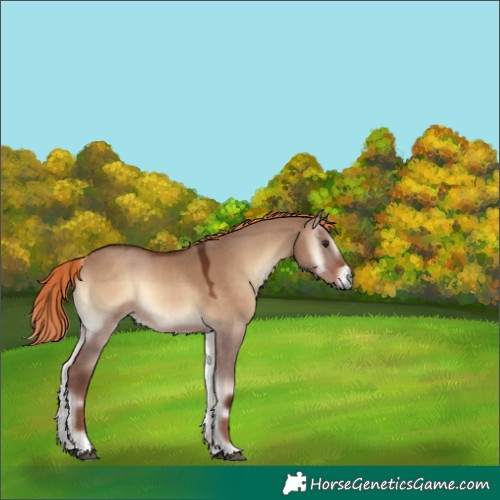 Horse Color:Red Dun Onyx 