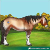 Horse Color:Bay Onyx Tobiano