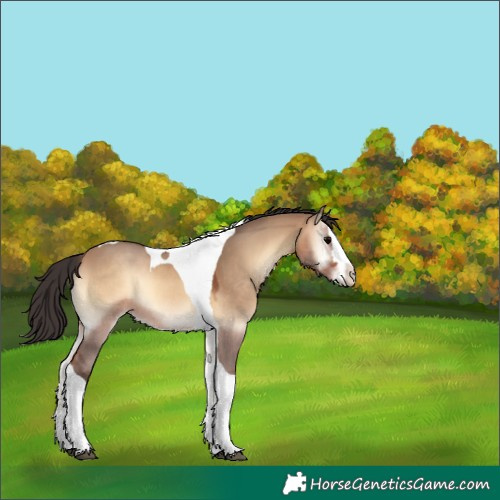 Horse Color:Bay Onyx Splash Tobiano 