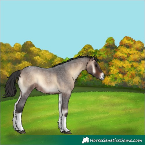 Horse Color:Brown Roan Onyx Tobiano 
