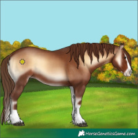 Horse Color:Red Onyx Splash 