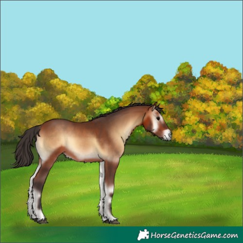 Horse Color:Bay Onyx 