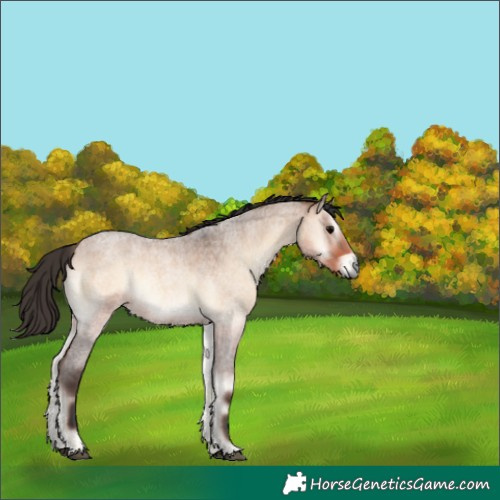 Horse Color:Bay Roan Onyx 