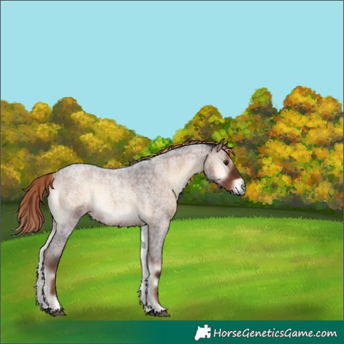 Horse Color:Liver Red Onyx Roan 