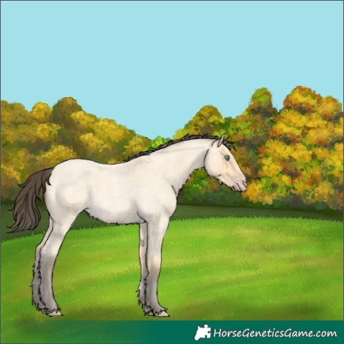 Horse Color:Amber Cream Champagne Roan 