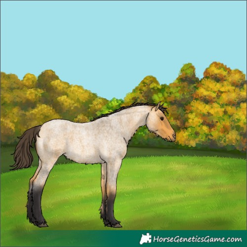Horse Color:Buckskin Roan 