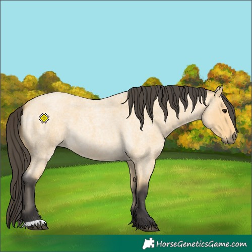 Horse Color:Buckskin Roan 