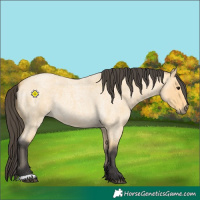 Horse Color:Buckskin Roan 