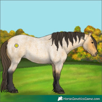 Horse Color:Buckskin Roan 