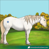 Horse Color:Buckskin Roan Pearl 