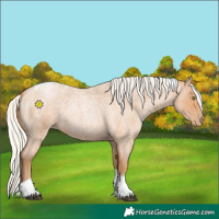 Horse Color:Silver Bay Roan Pearl Tobiano