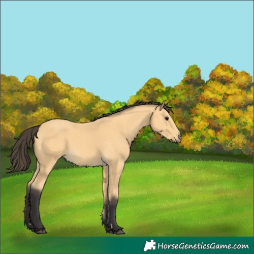 Horse Color:Buckskin 
