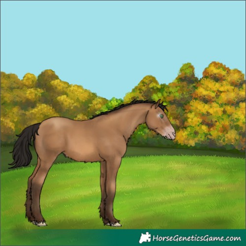 Horse Color:Gray Amber Champagne 