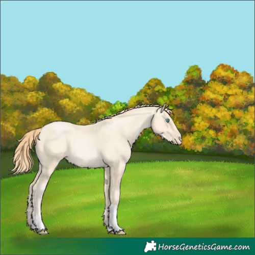 Horse Color:Buckskin Pearl Tobiano 
