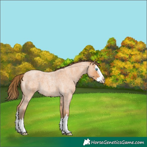 Horse Color:Gray Perlino Roan Splash 
