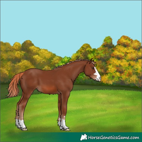 Horse Color:Chestnut 