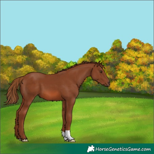 Horse Color:Chestnut 