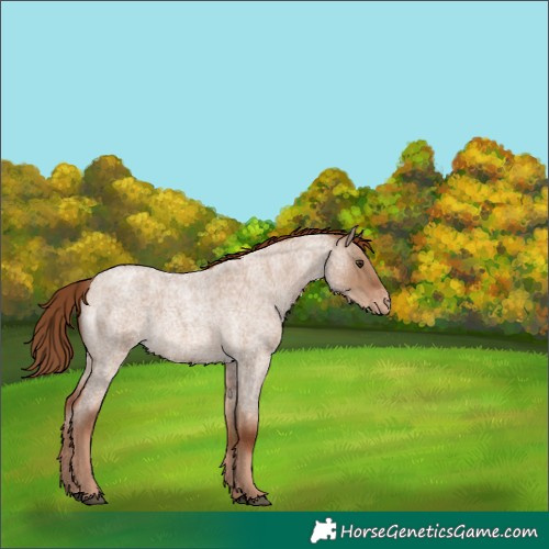 Horse Color:Red Dun Roan Varnish 