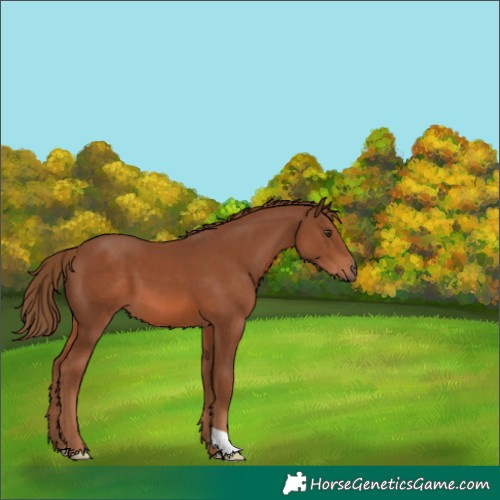 Horse Color:Chestnut 