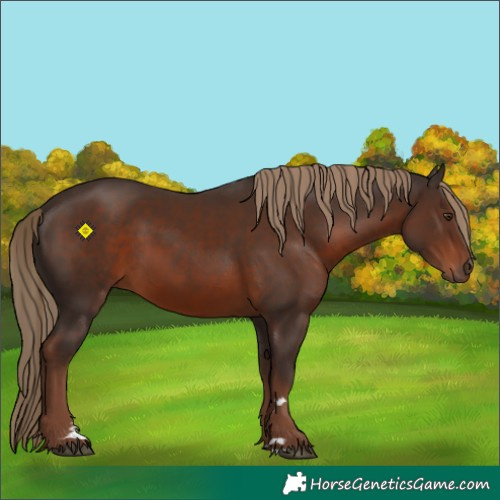 Horse Color:Liver Chestnut 