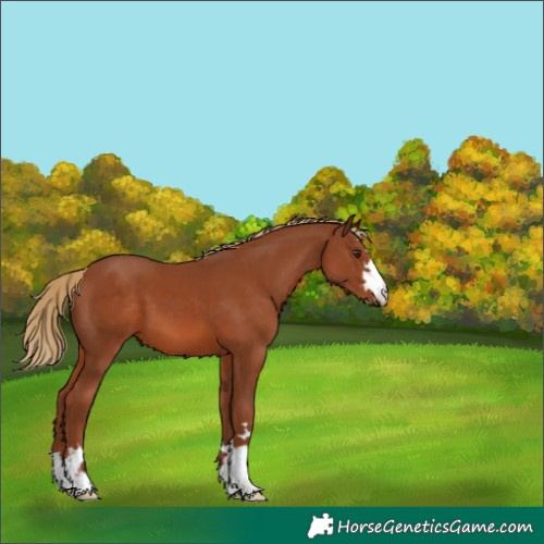 Horse Color:Chestnut 