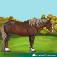Horse Color:Liver Chestnut