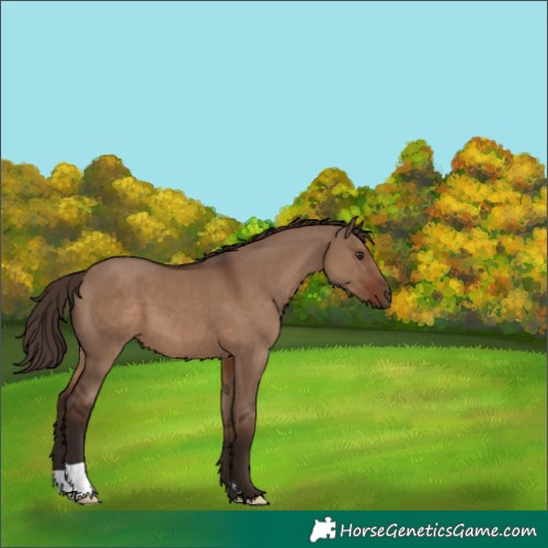 Horse Color:Liver Red Dun 