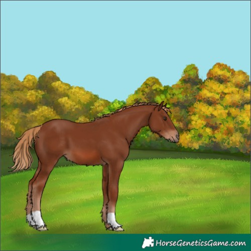 Horse Color:Chestnut 