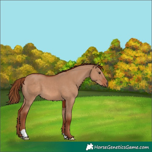 Horse Color:Red Dun 