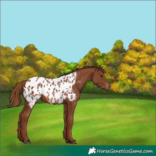 Horse Color:Chestnut Near Leopard 