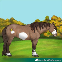Horse Color:Liver Red Dun Frame 