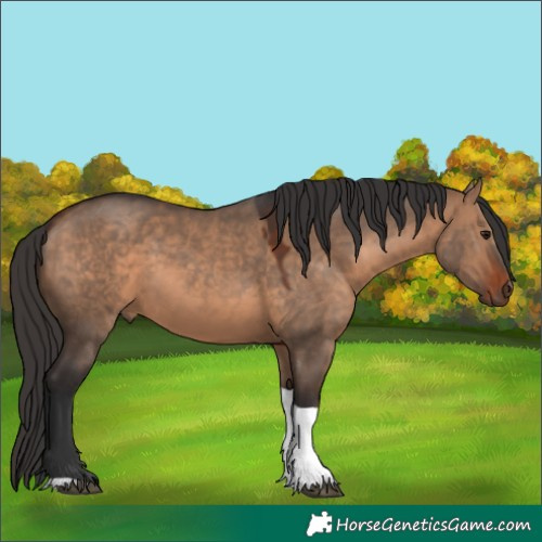 Horse Color:Bay Dun Tobiano 