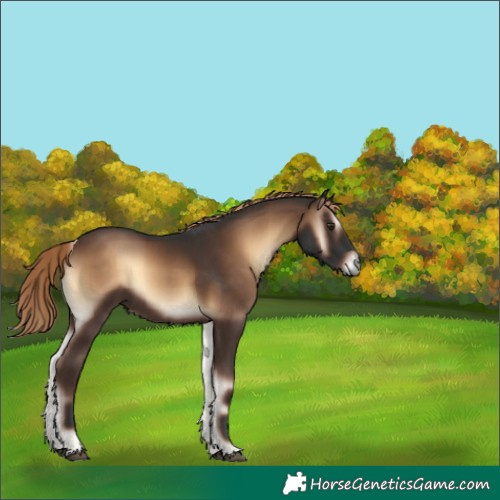 Horse Color:Liver Red Onyx 