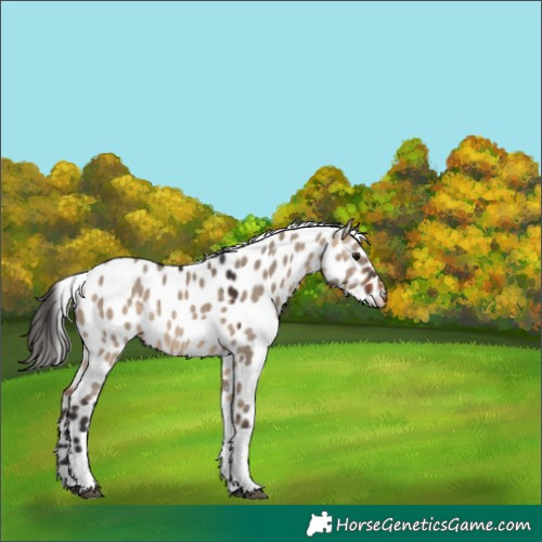Horse Color:Bay Dun Tobiano Appaloosa 
