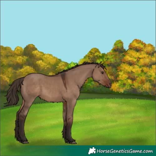Horse Color:Liver Red Dun 