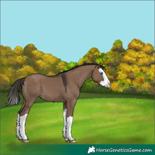 Horse Color:Liver Red Dun Splash 