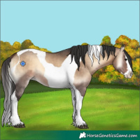 Horse Color:Bay Onyx Splash Tobiano 