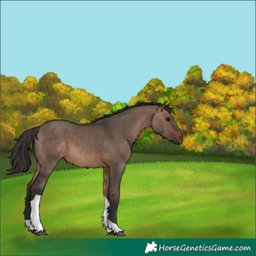 Horse Color:Brown Dun Tobiano 