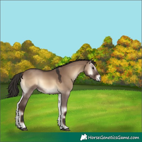 Horse Color:Liver Red Dun Onyx 