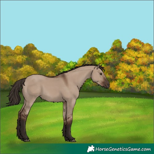 Horse Color:Liver Red Dun 