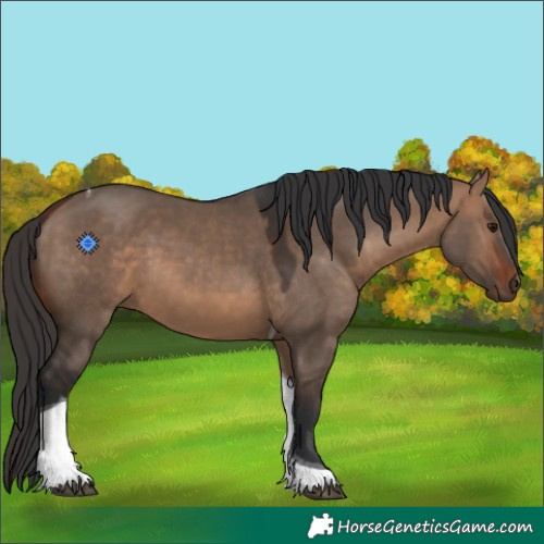 Horse Color:Bay Dun Tobiano 