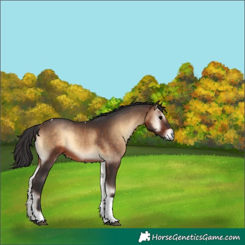 Horse Color:Bay Onyx Tobiano 
