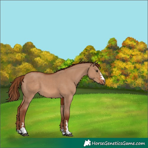 Horse Color:Red Dun 