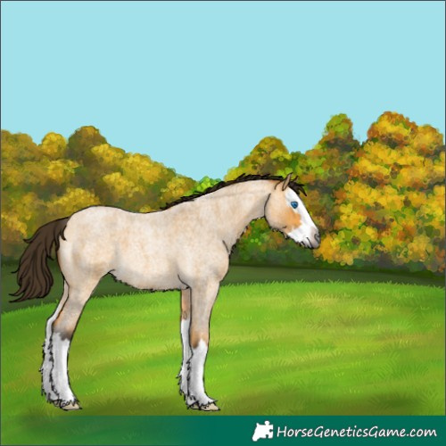 Horse Color:Gray Buckskin Roan Dun Splash 