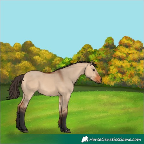Horse Color:Bay Dun 