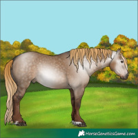 Horse Color:Gray Liver Red Dun 