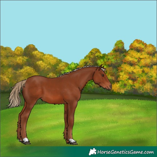 Horse Color:Chestnut 