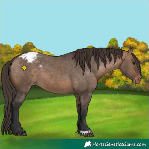 Horse Color:Bay Dun Appaloosa 